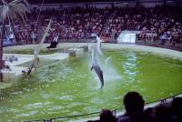 Dolfinarium&#039;-07