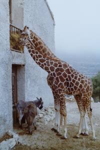 Safaripark Aitana&#039;-0015